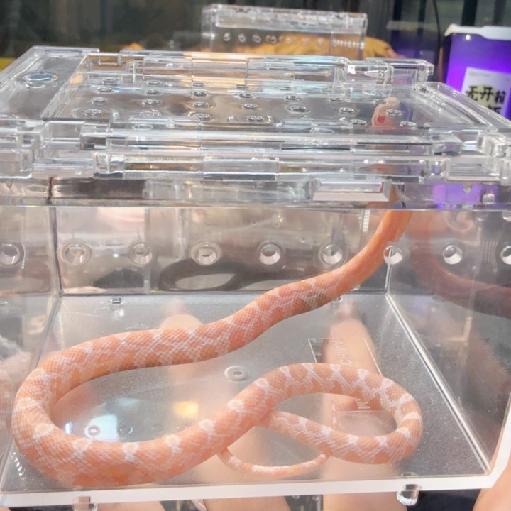 雨林蝎三文鱼三文鱼三文鱼