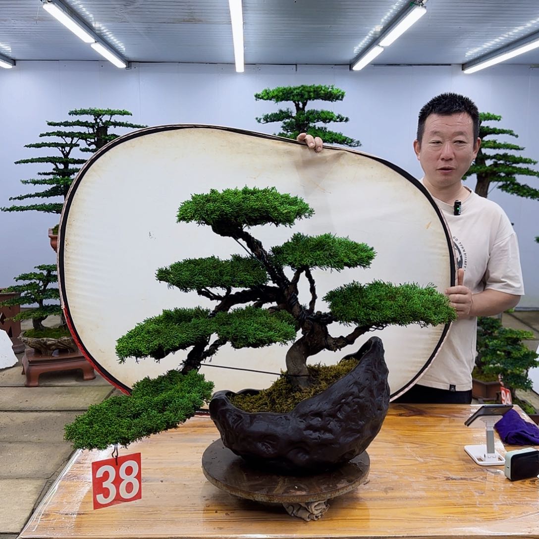 弟***具无花朵济州真柏盆景