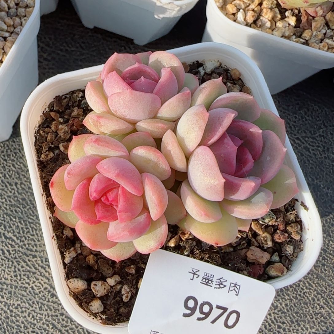 琴心，9970多肉植物