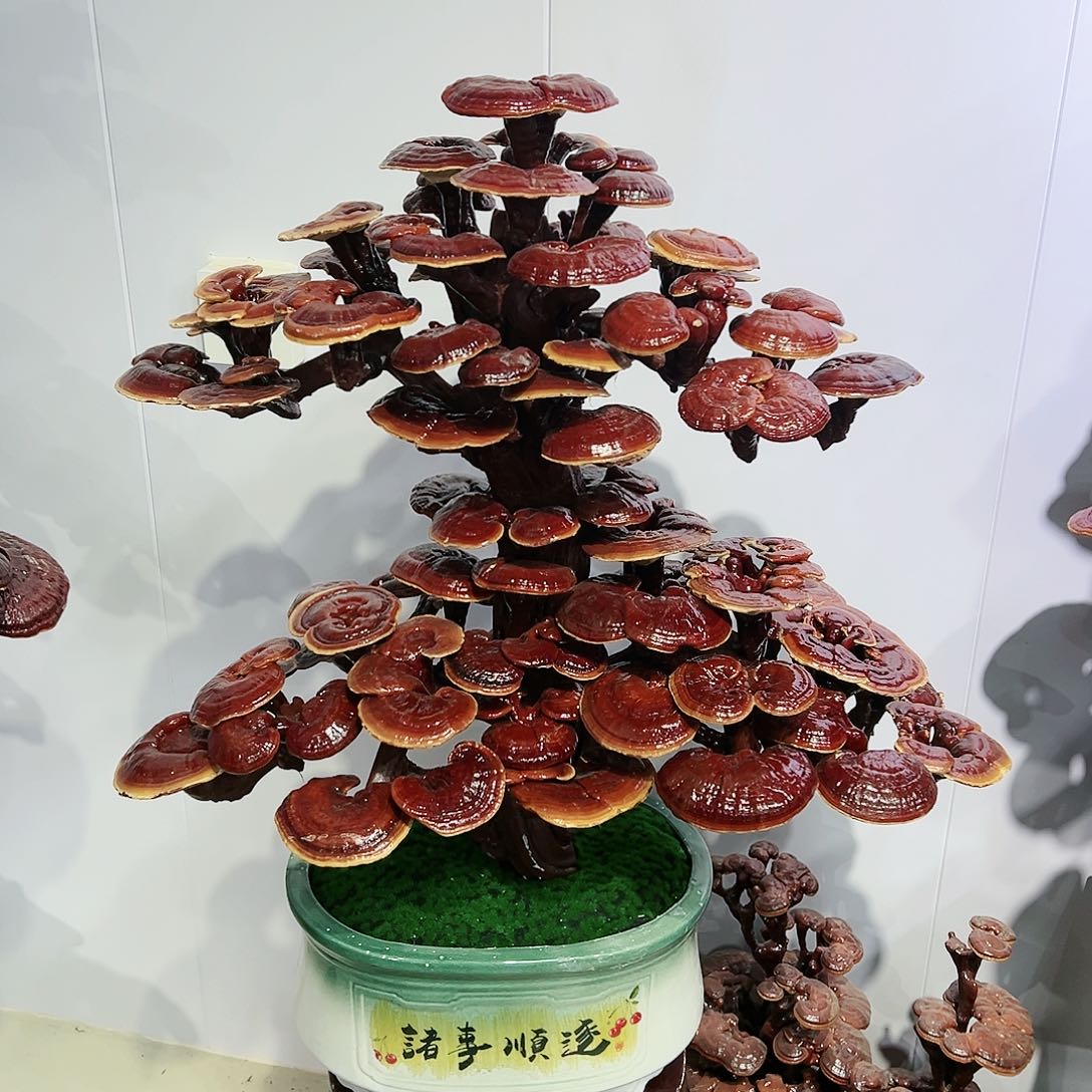 【闪购商品】无花朵