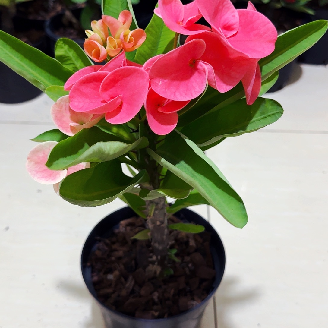 完全开放罗密欧直播间一物一拍