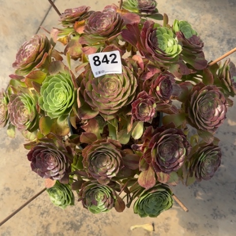 842花月夜35厘米左右