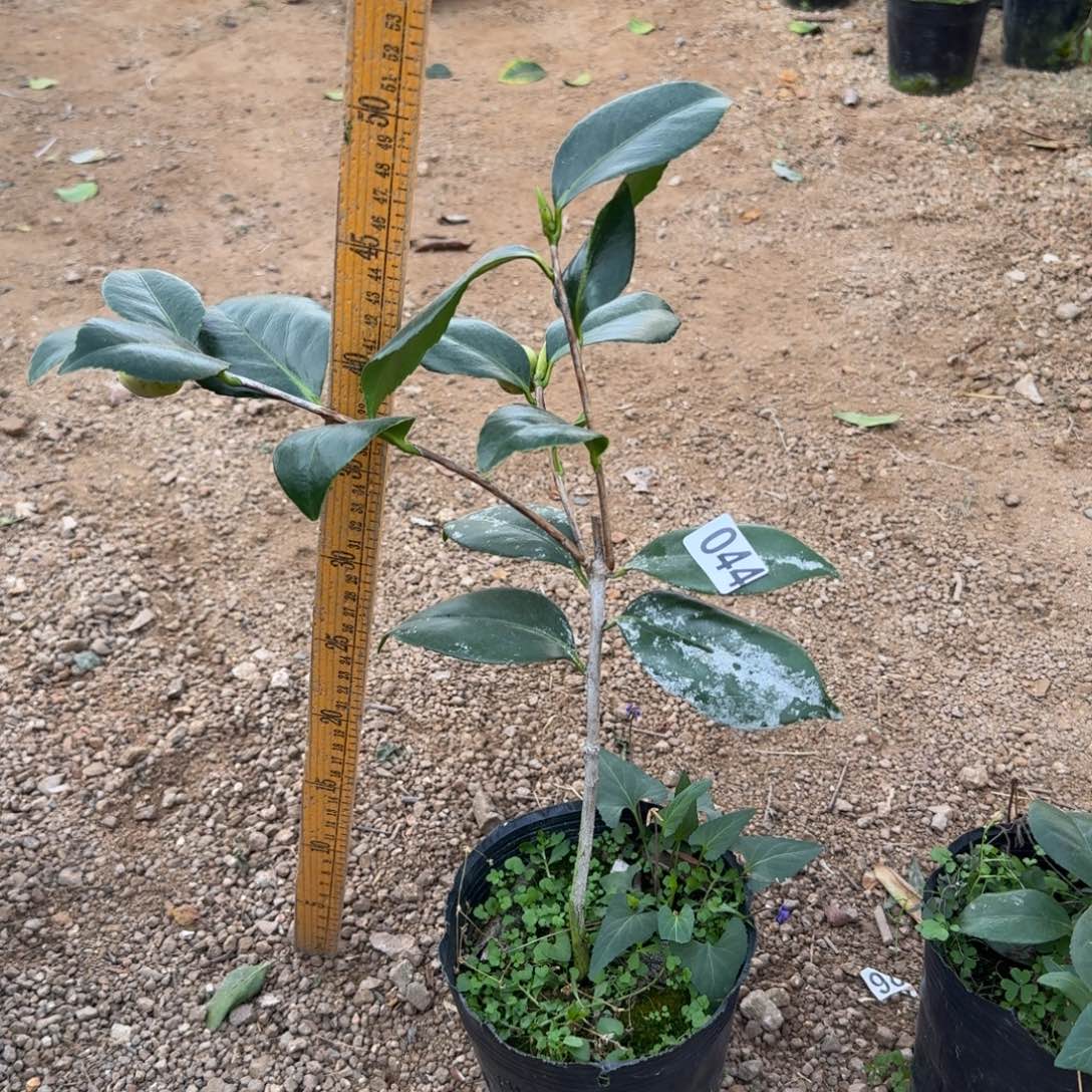 少量花朵（建议范围：2朵-5朵 或40%以下）044戴氏