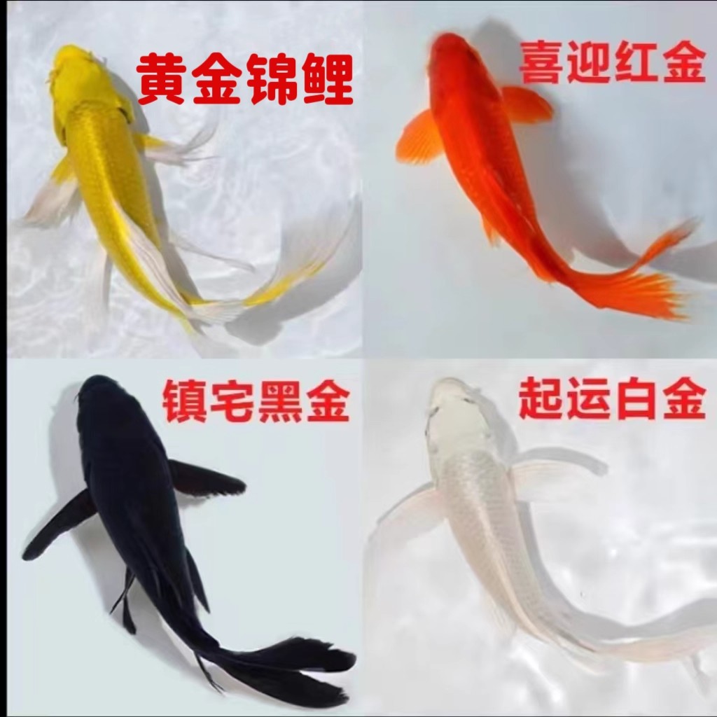 冷水锦鲤观赏鱼好养耐活黑白黄红锦鲤锦鲫草金金鱼淡水鱼包活