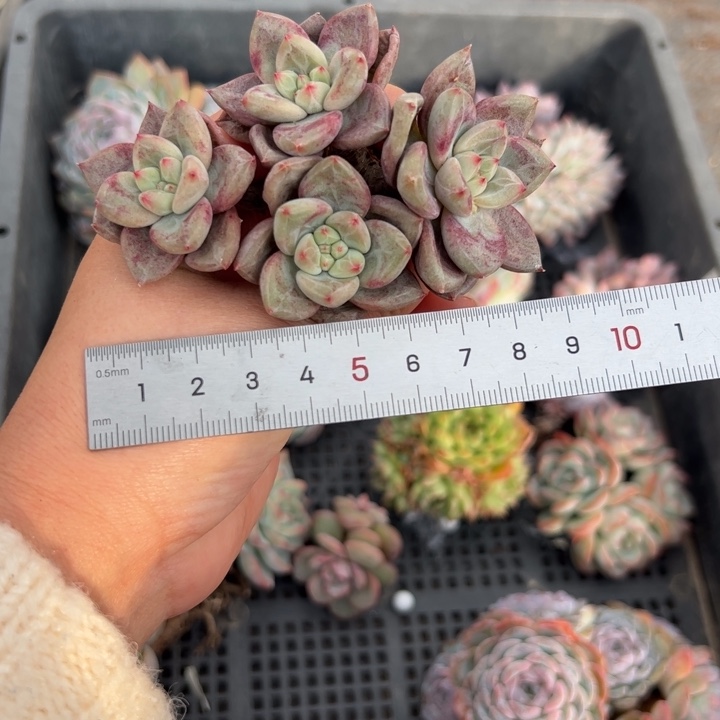 不****！458 多肉植物组合盆栽