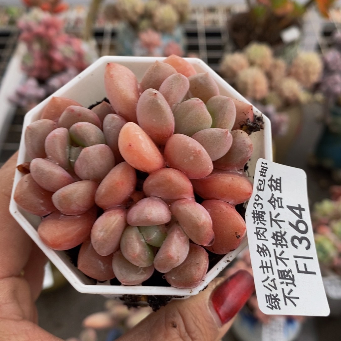 粉桃花364/6cm的肉