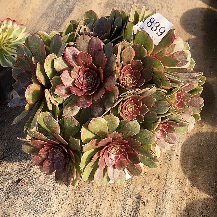 1839溏心半夏多肉不周正