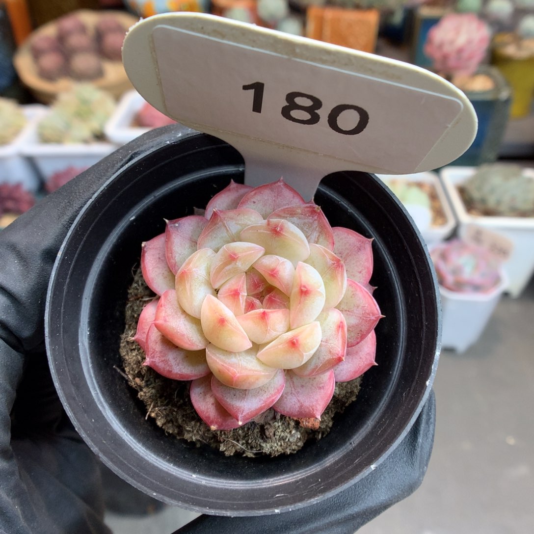 180 糖心樱花多肉
