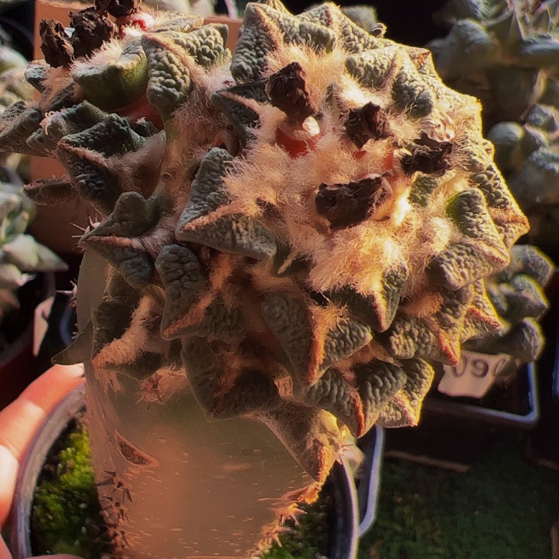 无花朵黑牡丹群175