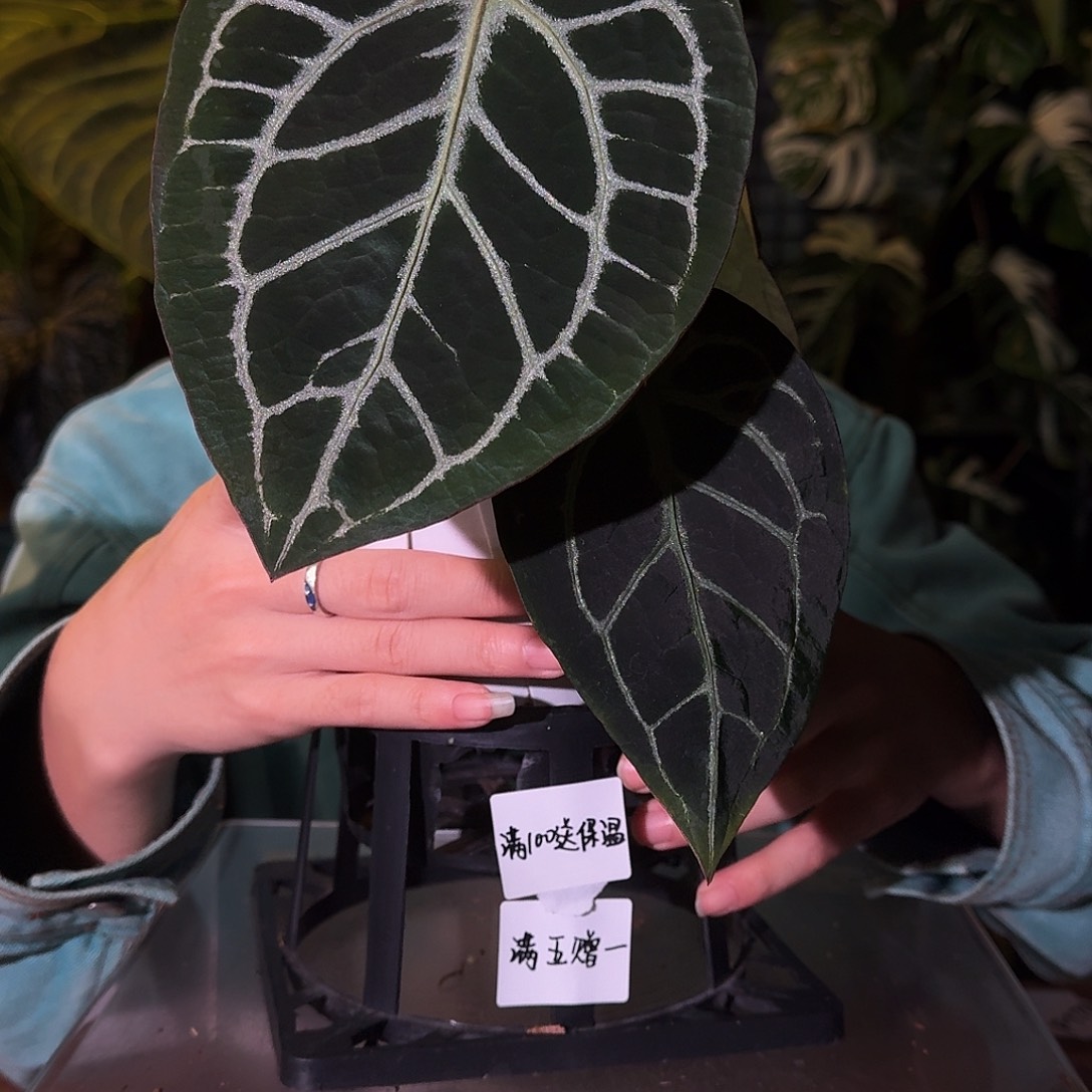 不开花植物B113小钻石杂荔枝皮米歇尔