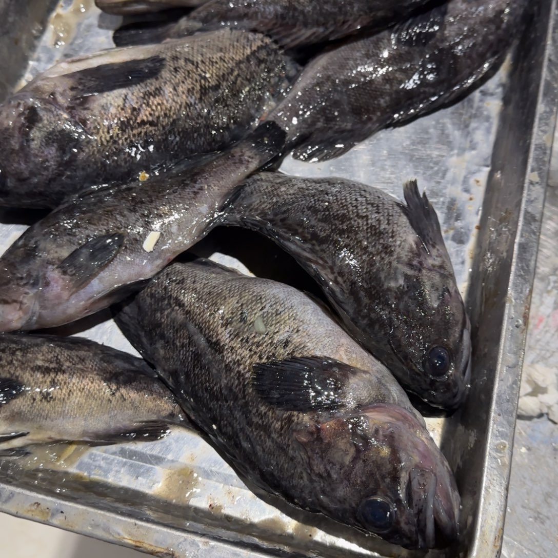 中国大陆黑头5斤包邮