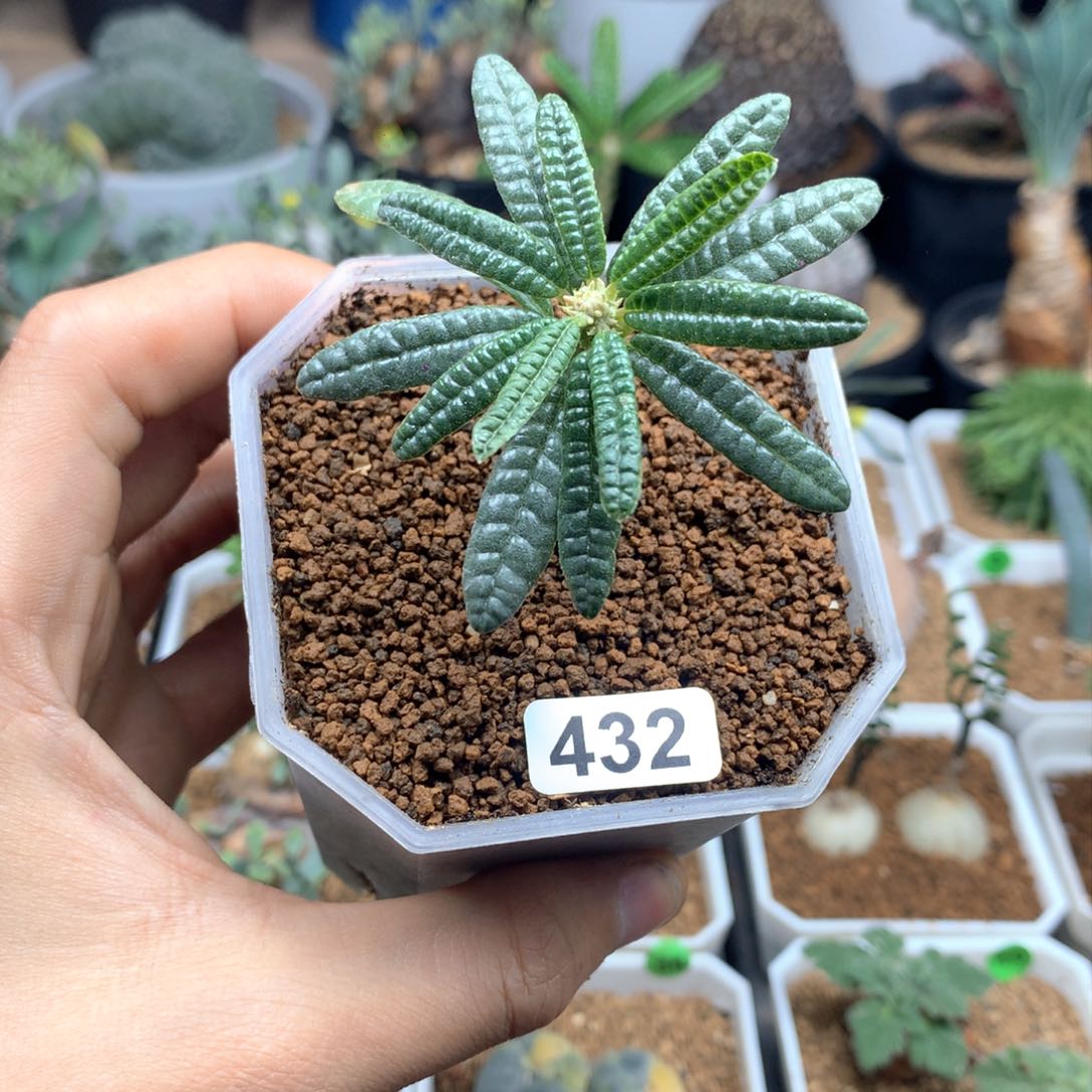 泡泡叶巨琉桑带盆