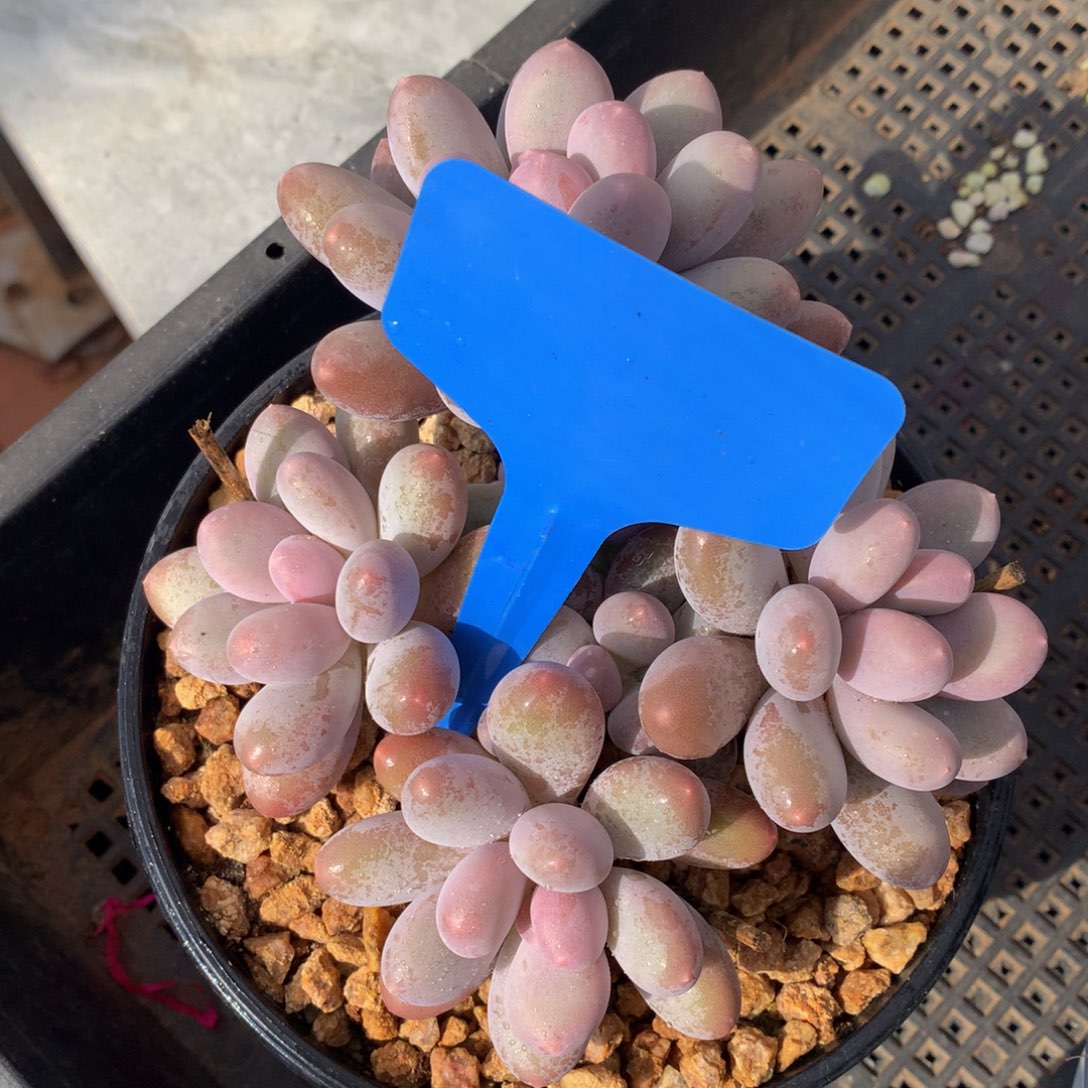 七彩782美人727272727