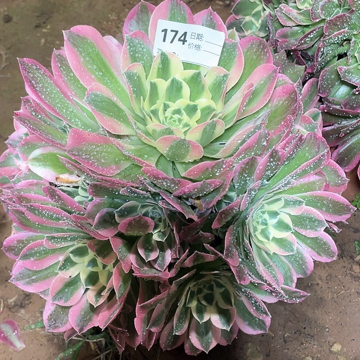 多肉法师多肉174 白凤