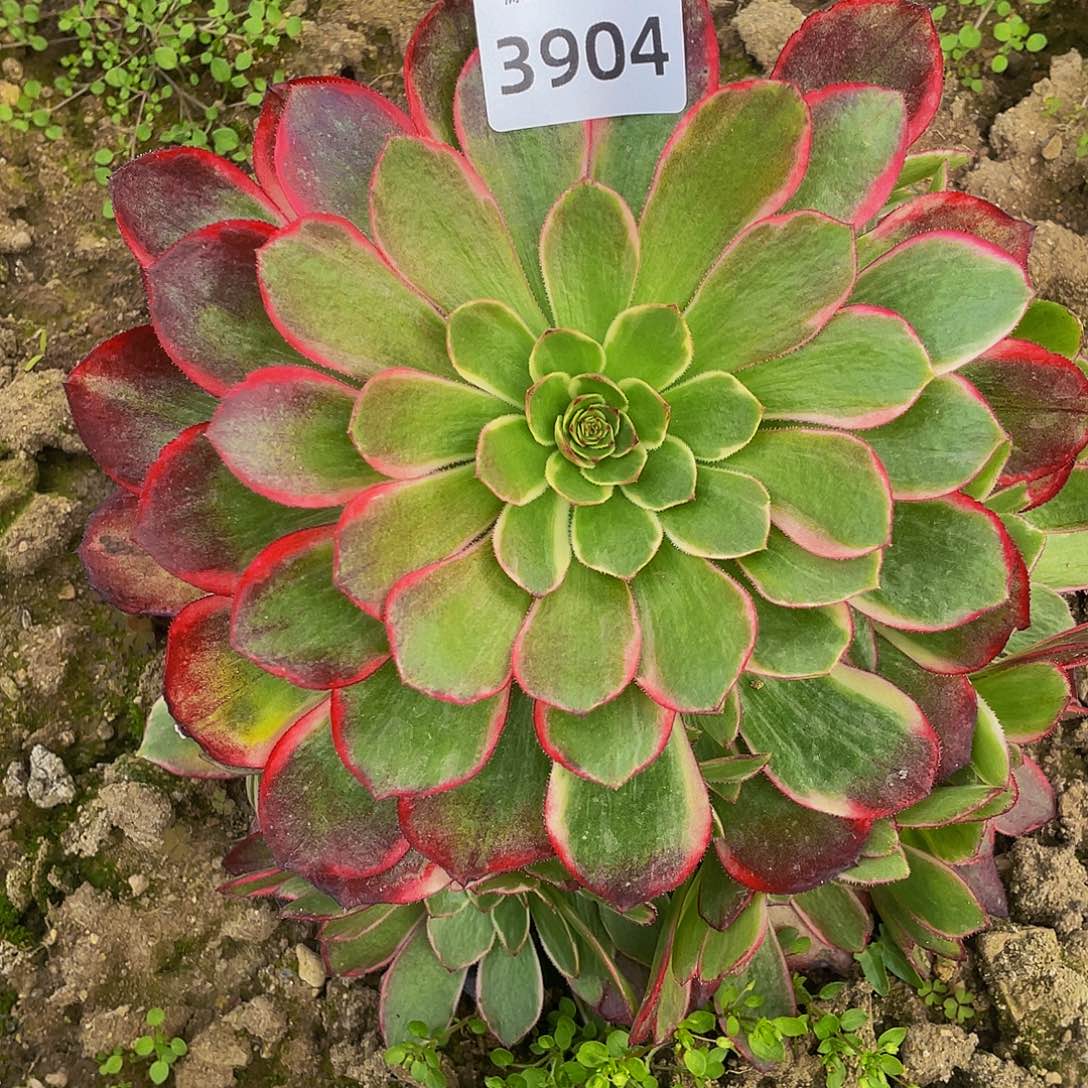 3904粉花妖多肉植物