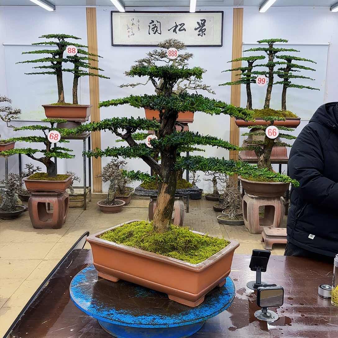 盆景欢迎大家一起来捡漏