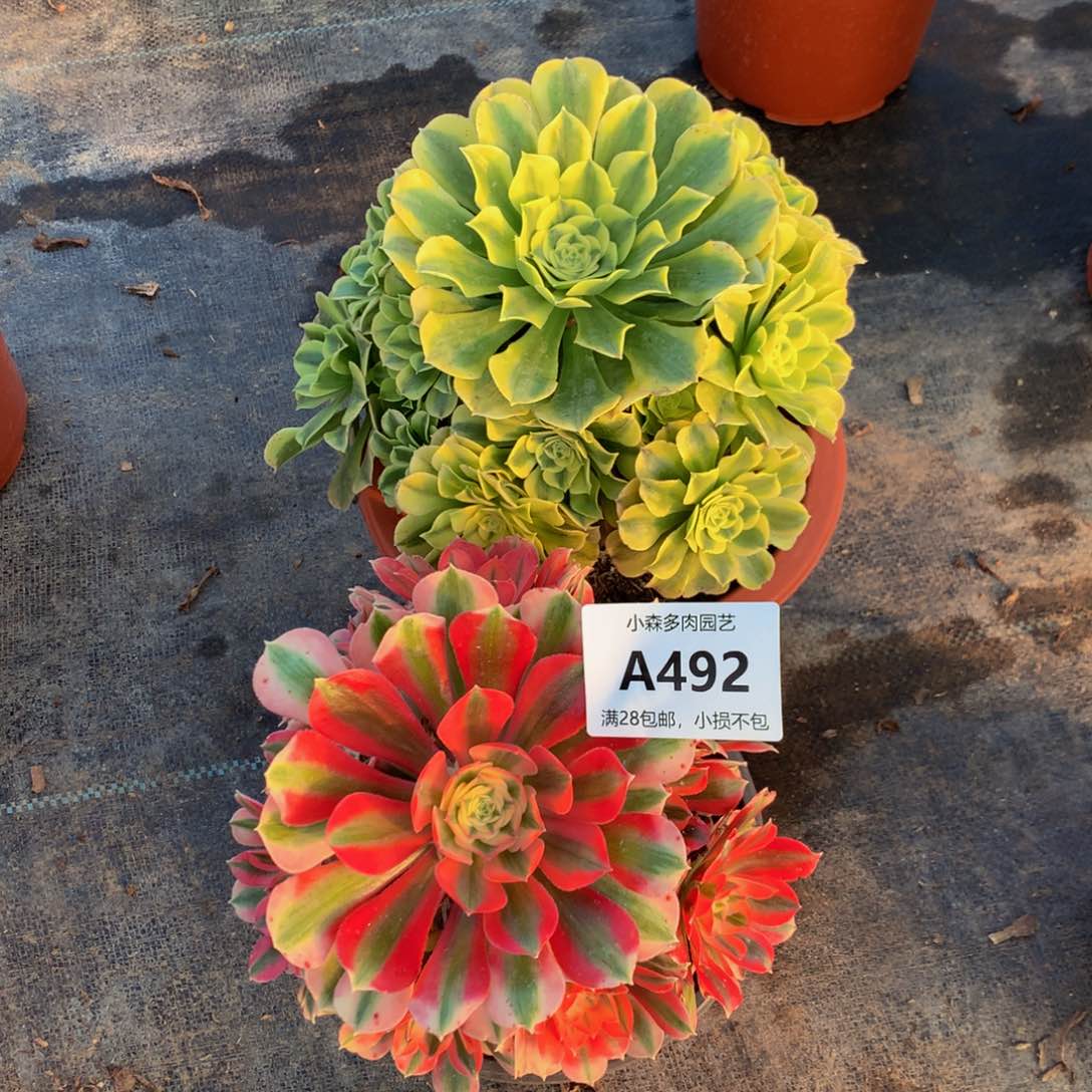 两颗。绿豆沙 粉女巫492