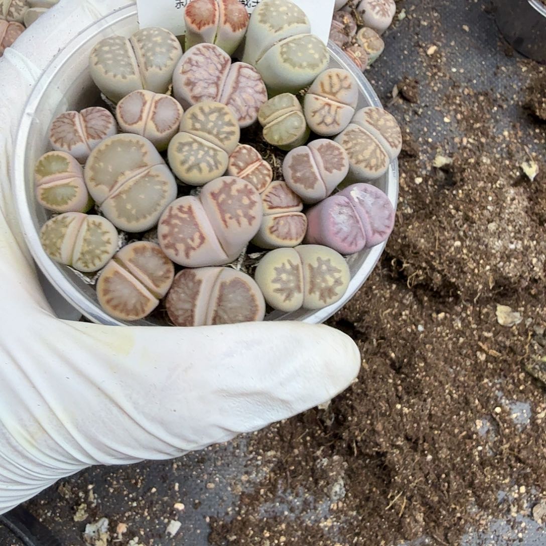 不能给孩子买什么了339好