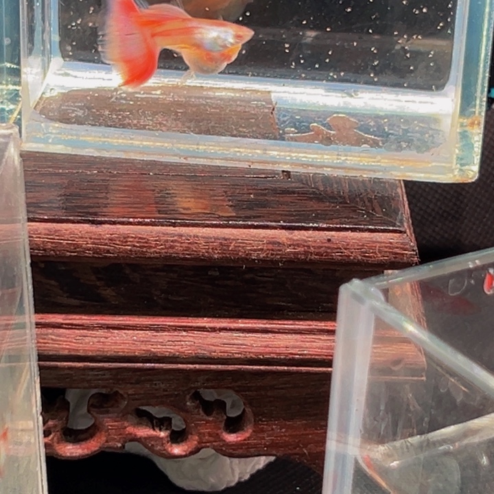 孔雀鱼金粉种鱼一对