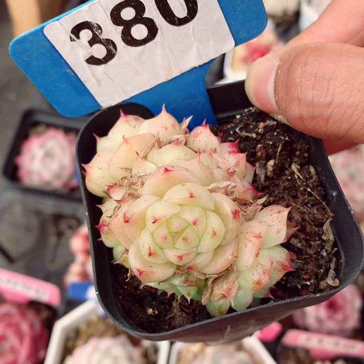 麦秆6cm不包整群