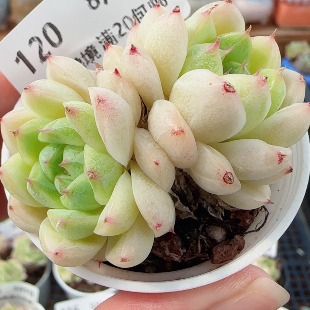 花语逸镜0809-120散