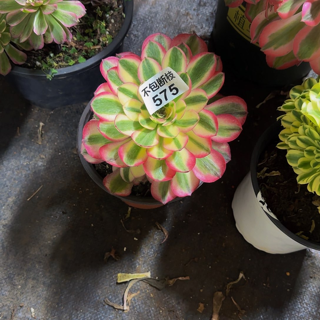 575多肉法师锦111