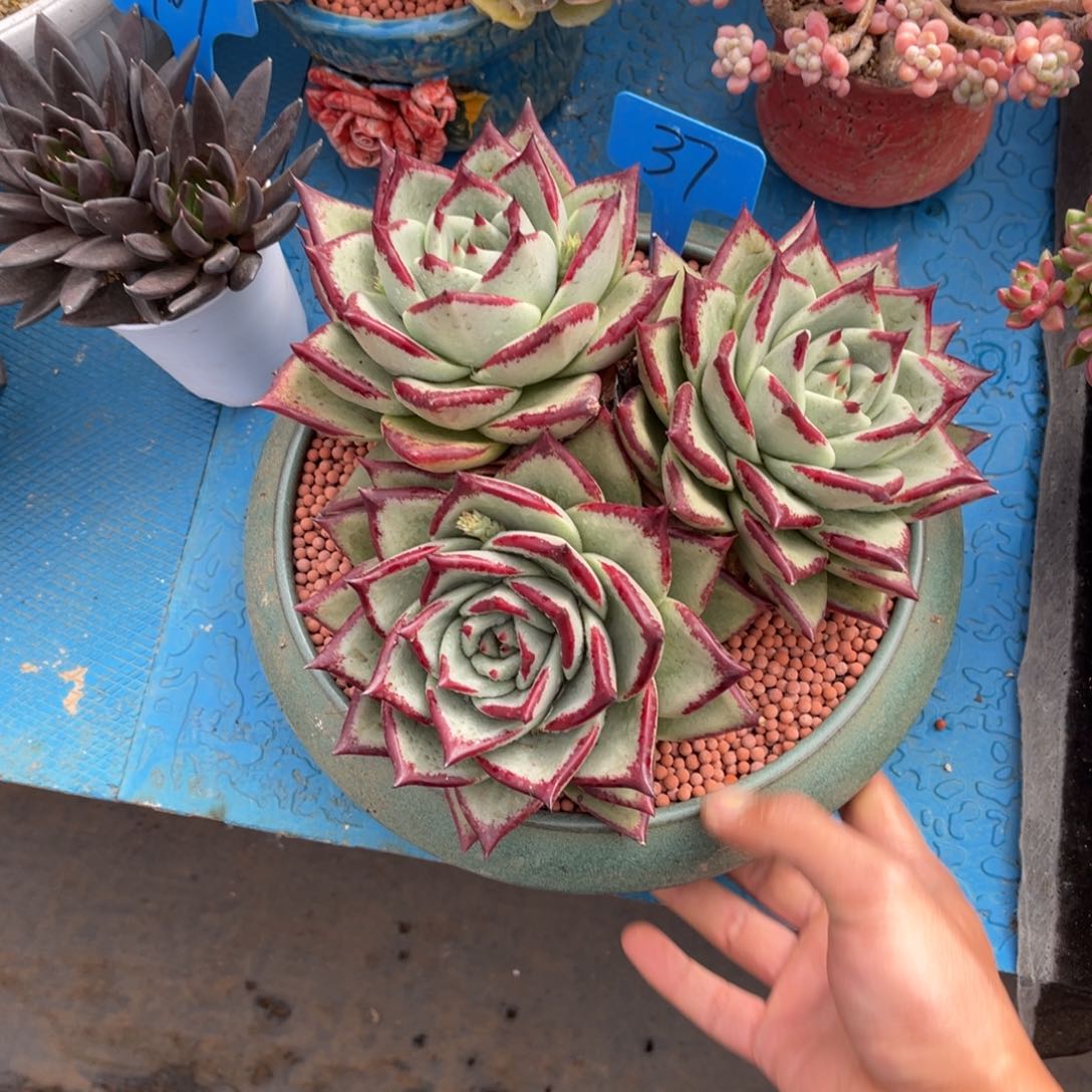 梦*&0037东云多肉植物