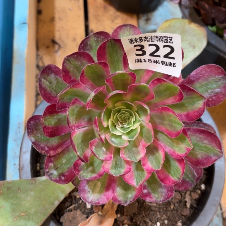 322孔雀翎掌心多肉法师锦不包侧枝断枝