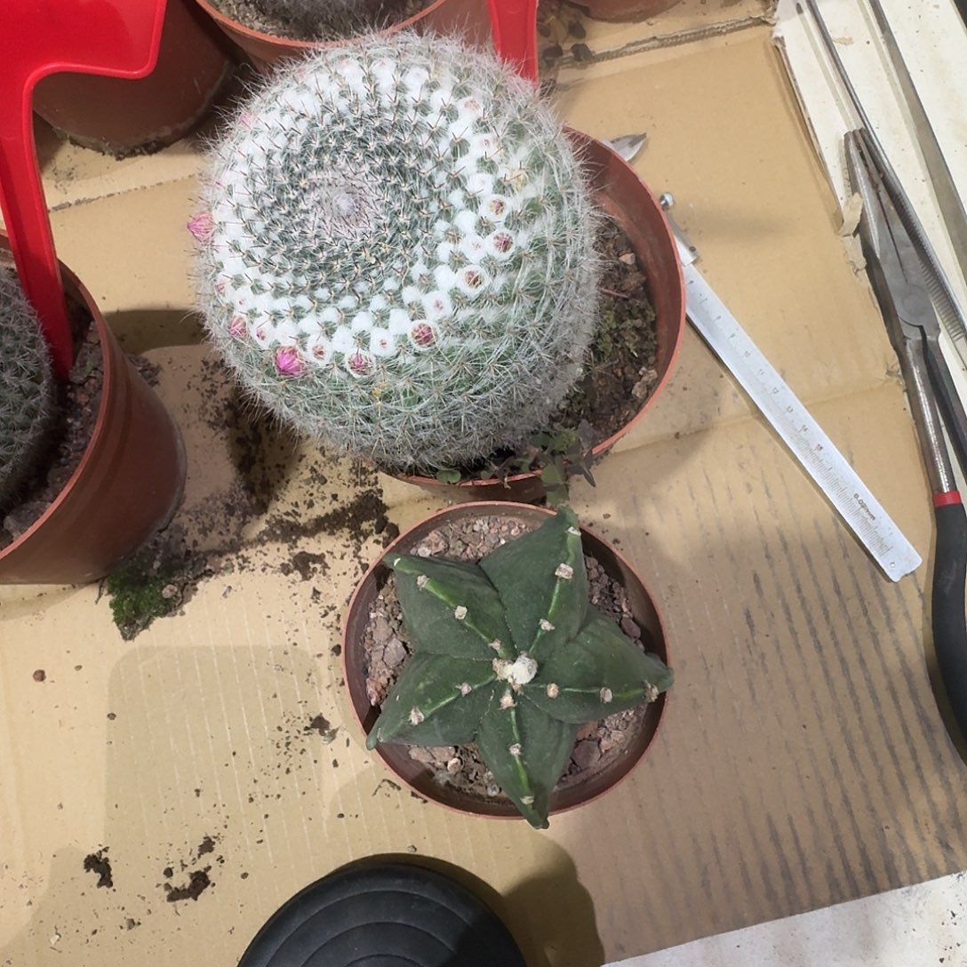 8 号玉翁加琉璃鸾凤玉
