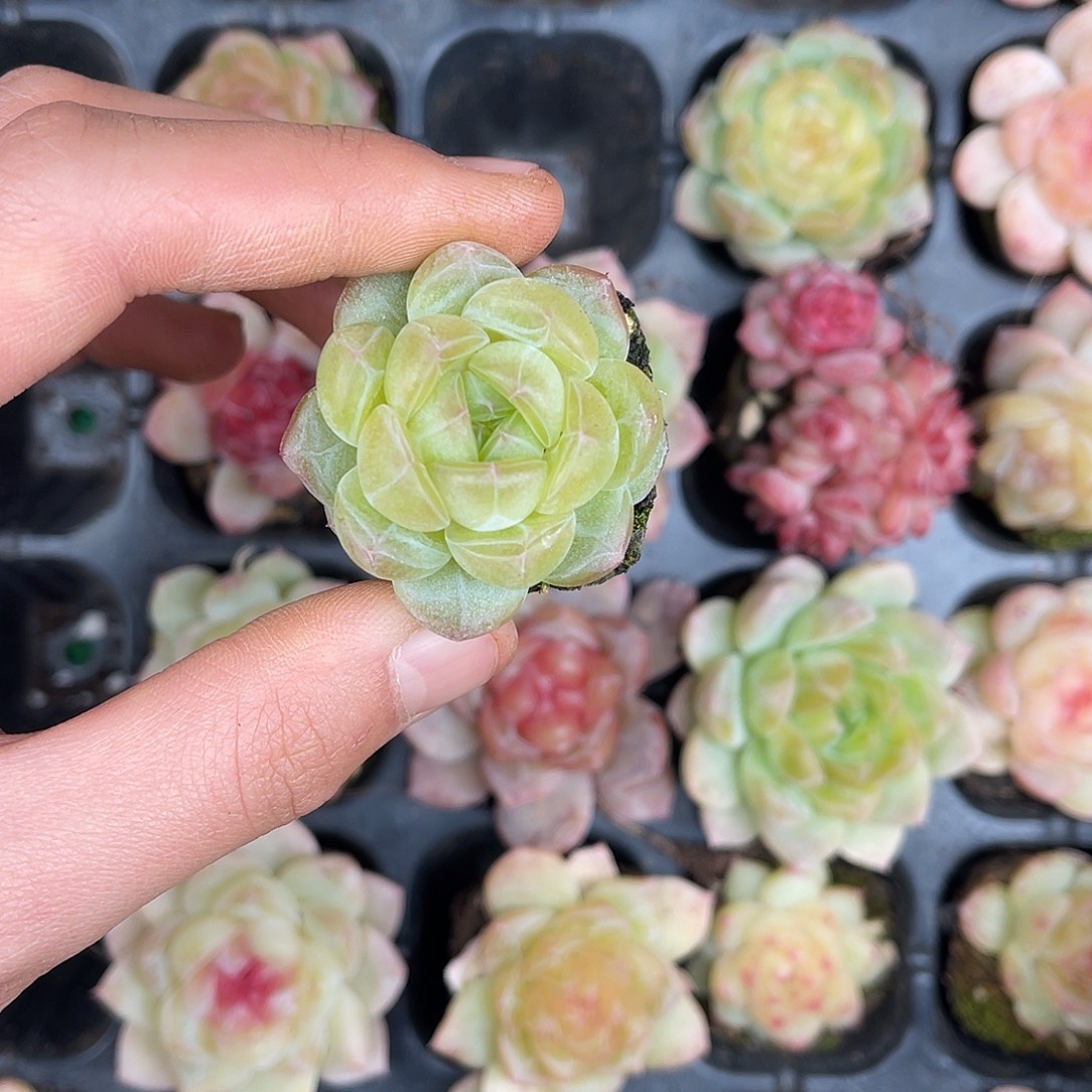 多肉一物一拍31-163