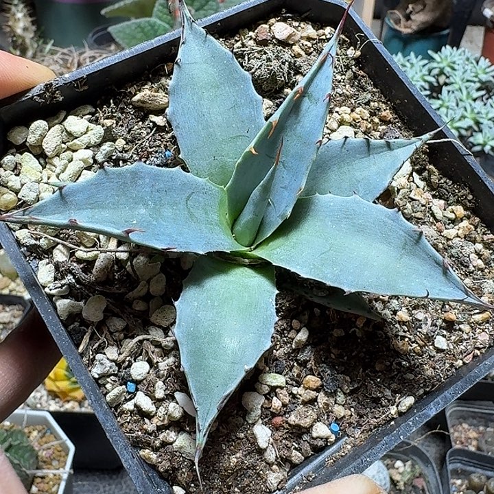 168蓝白肌虚空藏脱土发货