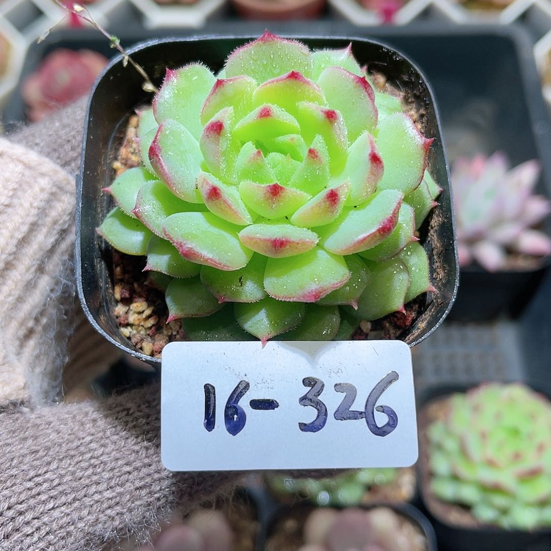 花利美16-326美丽世界