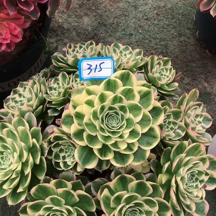 315海王多肉法师