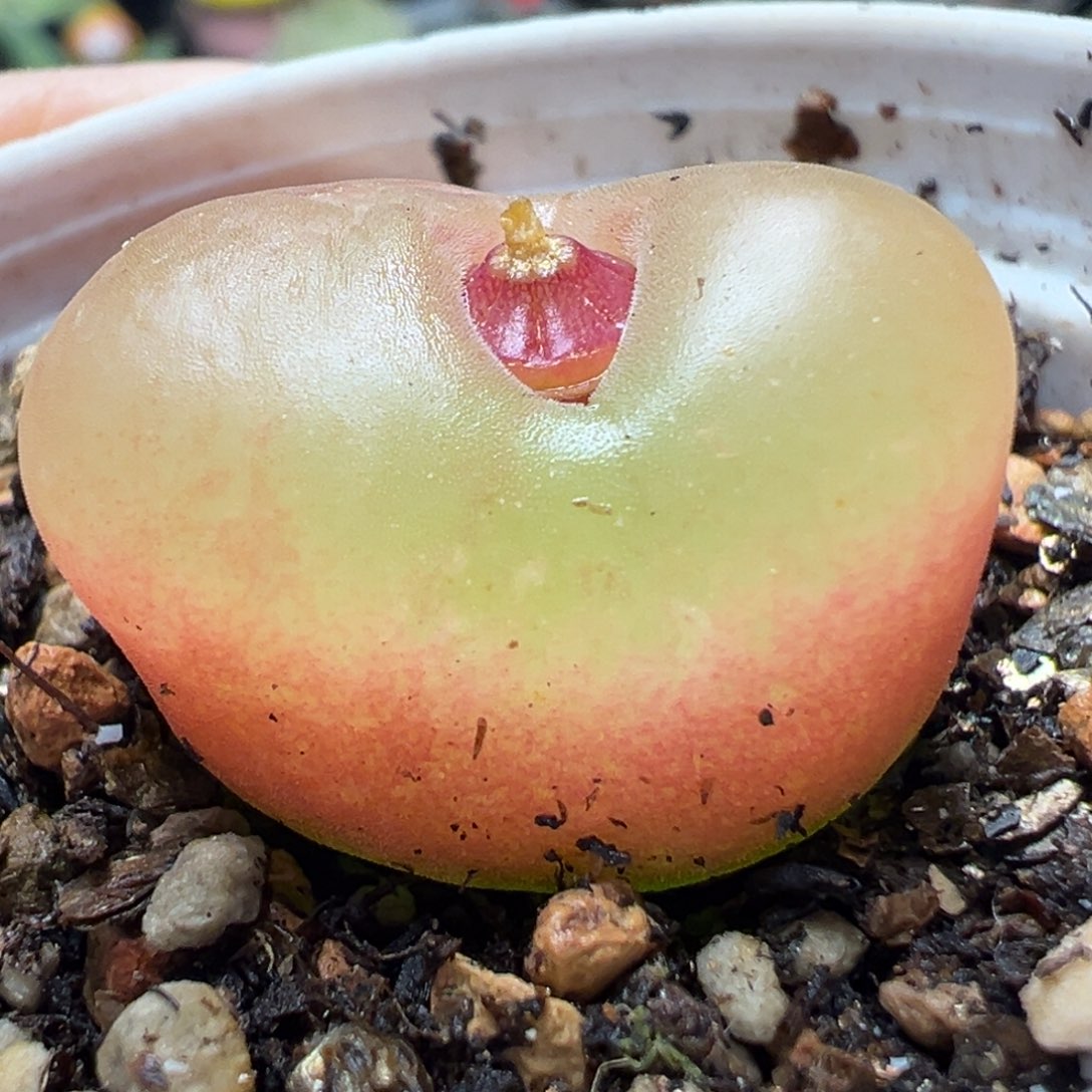 荔枝毛多肉植物百科