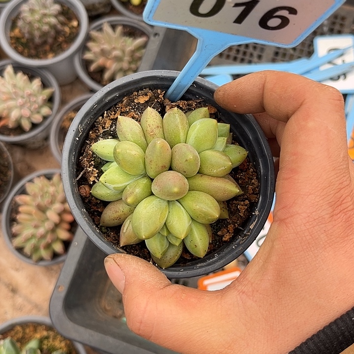 多肉植物橙色奇迹016