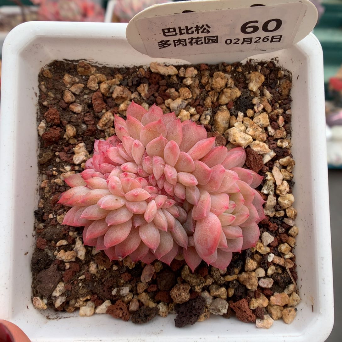 60甘露缀化多肉植物