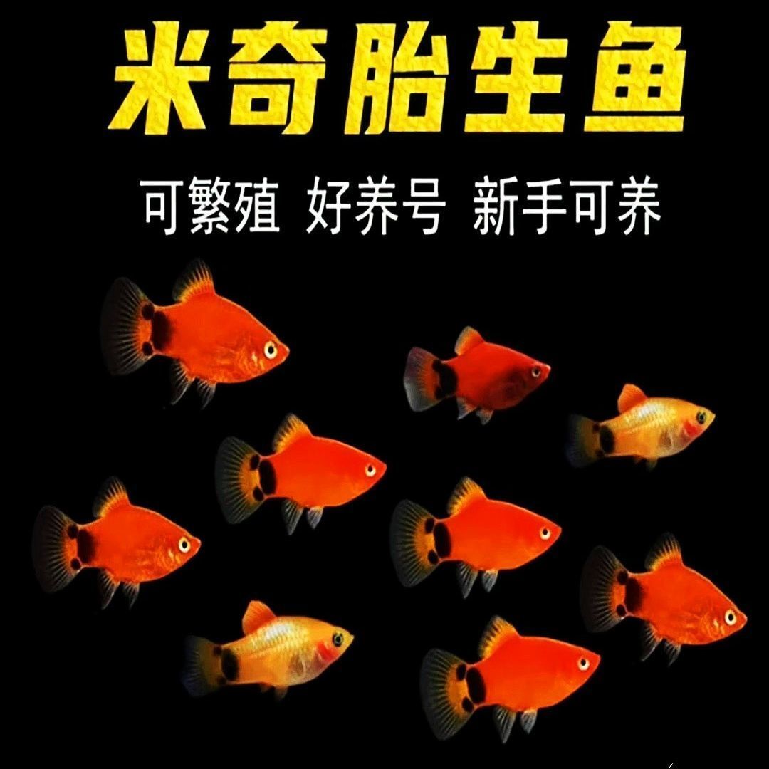 【米奇鱼能生小鱼】耐养小型热带观赏鱼米奇鱼月光鱼胎生鱼适合新手