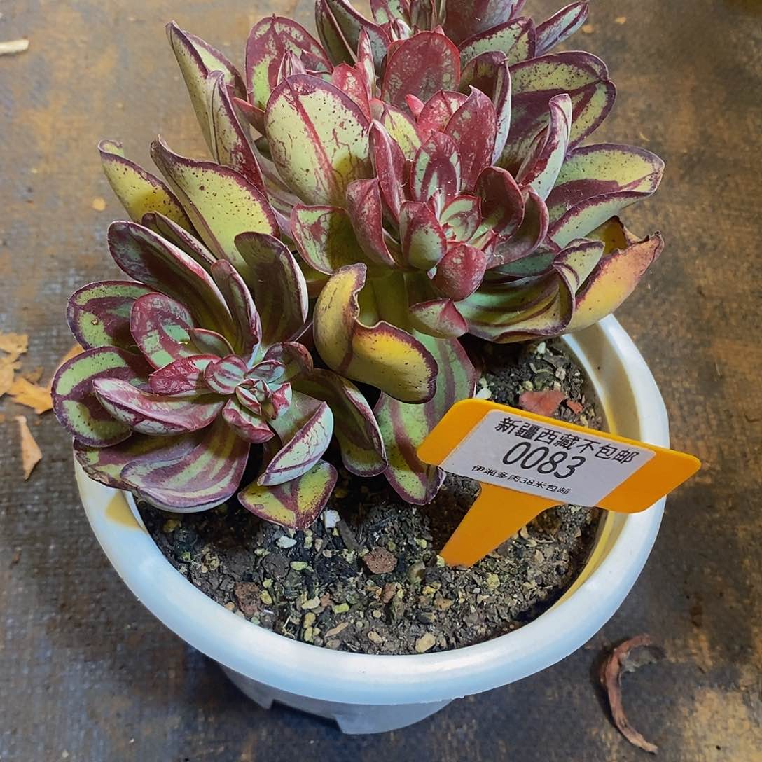 用****5龙骨红司0083。         