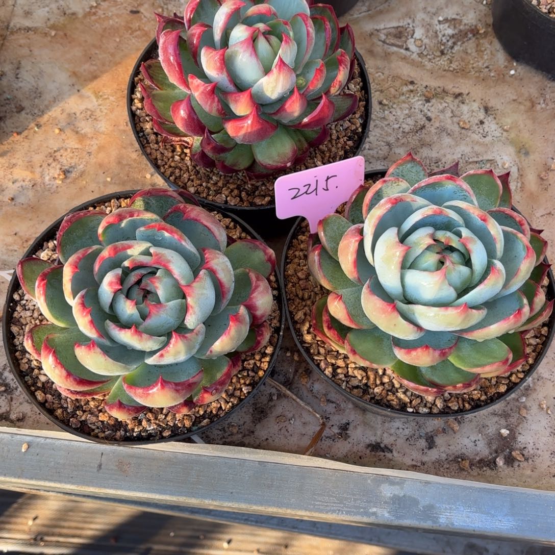 多肉惊鸿仙子2215