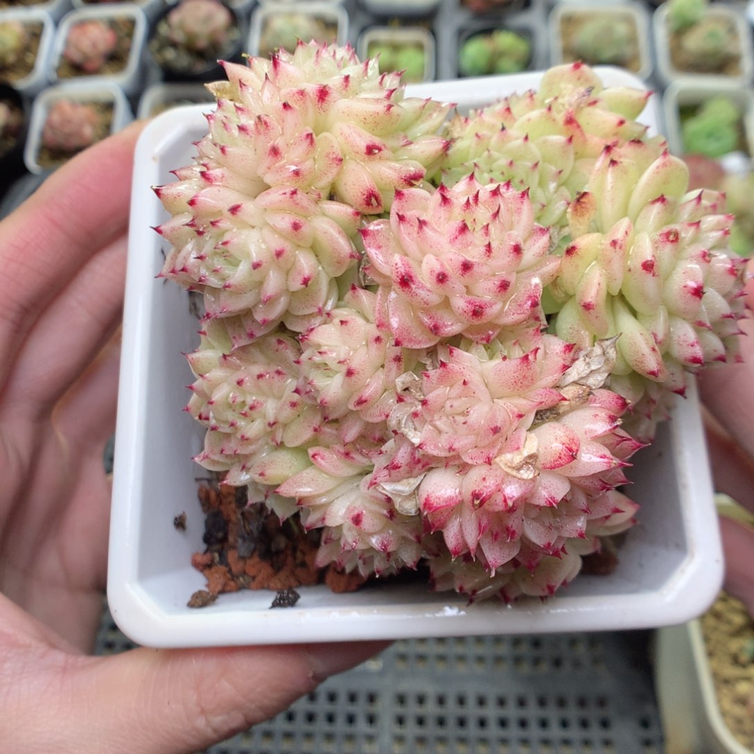 V6y y y y y y y y y y y