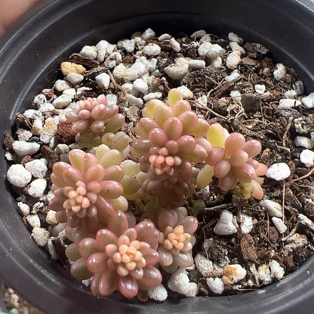 浆果锦群 小方花圃一物一拍