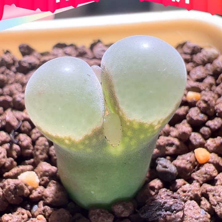 w642。优选 四年特白窗b23。 大小窗福利88折后价