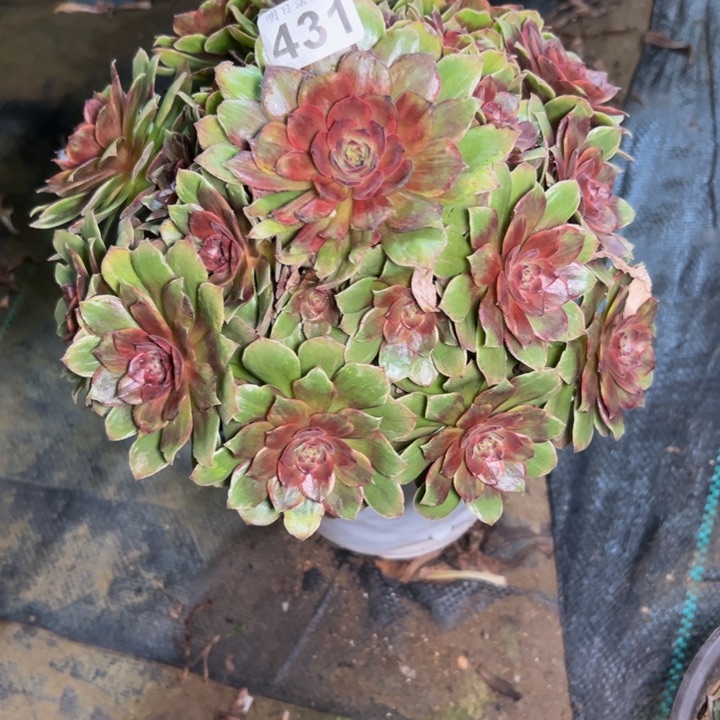 糖果拉丝431多肉法师一物一拍