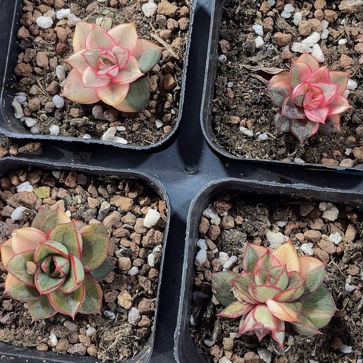 麒麟座锦带盆土发