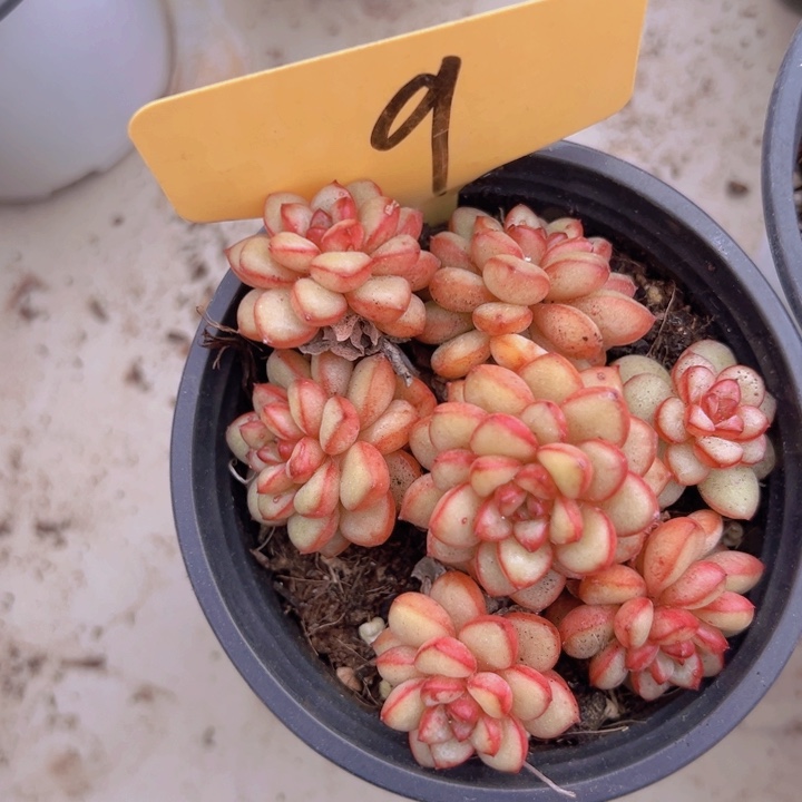 健健康康平平安安