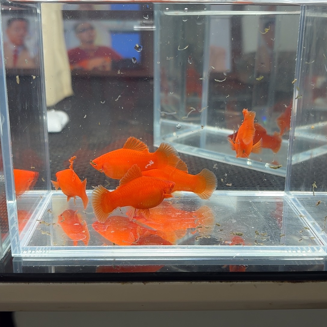 海水鱼半月尾红箭鱼5母