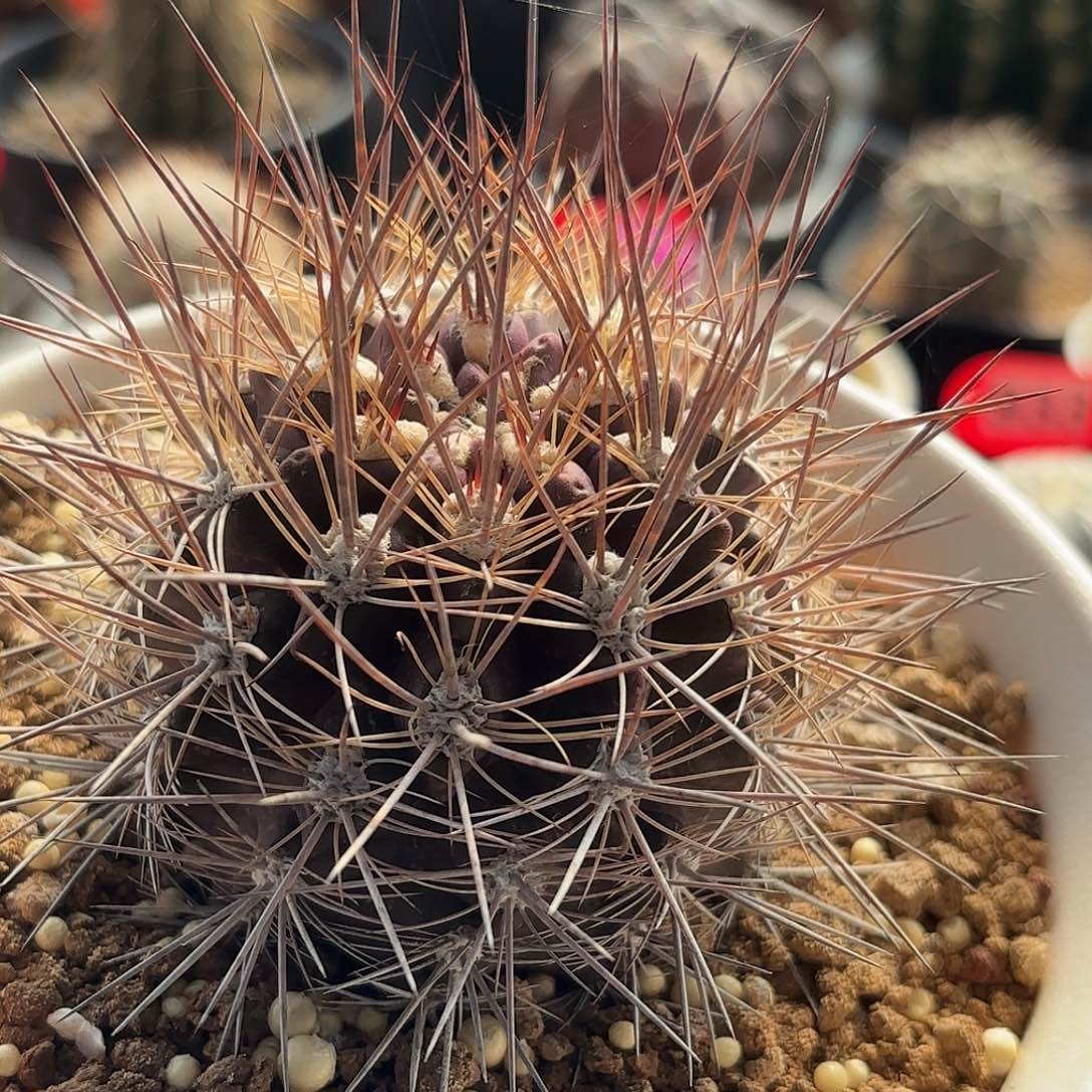 仙人球实生智利球