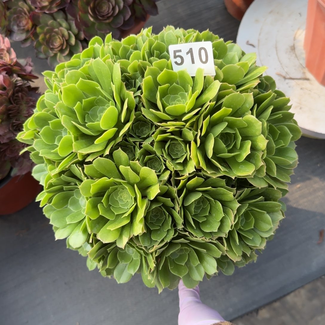 510多肉植物绿朵