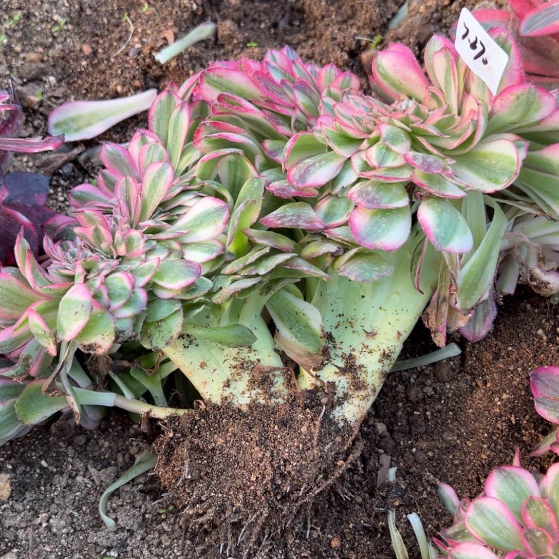 270荔枝缀多肉植物紫