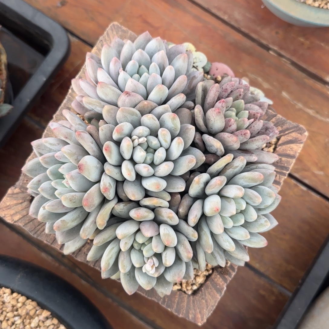 多肉植物有一物一拍